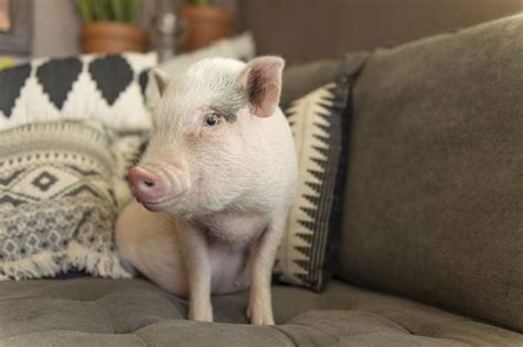 What To Know Before Adopting a Teacup Pig - Critter Culture