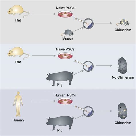 The First Human-Pig Hybrid Embryo Has Been Created in The Lab : ScienceAlert