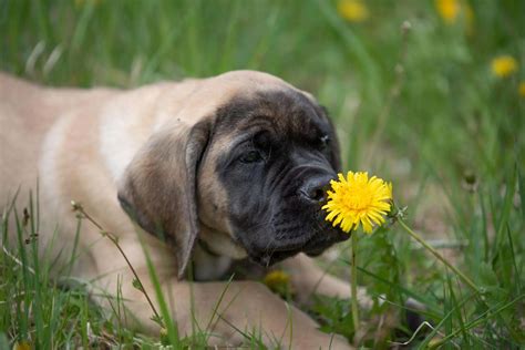 English Mastiff Temperament - Everything You Need To Know