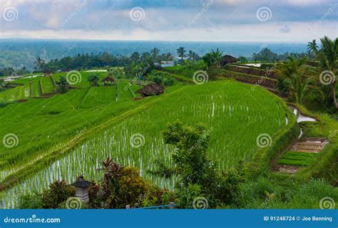 Terraced Rice Paddies stock photo. Image of farming, grow - 91248724