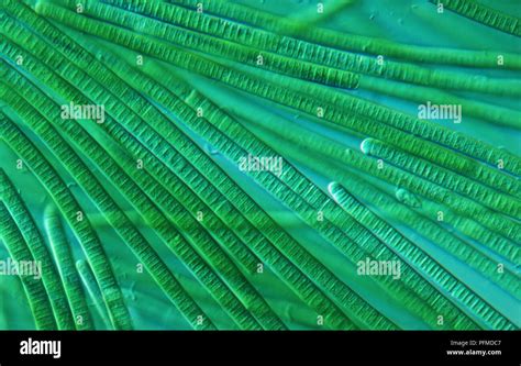 Oscillatoria, light microscope view of cyanobacteria Stock Photo - Alamy