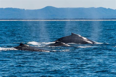 Newport beach whale watching - daseonestop