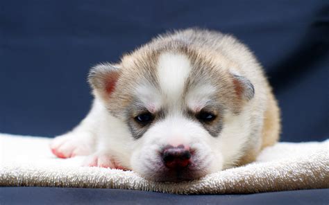 Husky Puppy - Wallpaper, High Definition, High Quality, Widescreen