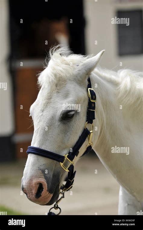 Horse ears back hi-res stock photography and images - Alamy