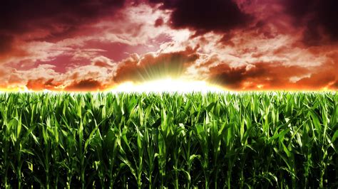 Corn Field Desktop Wallpapers - 4k, HD Corn Field Desktop Backgrounds on WallpaperBat