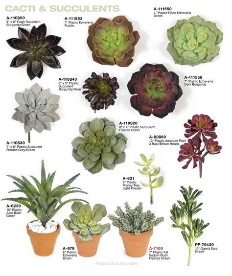 Succulents Types Names - Best Succulent Ideas