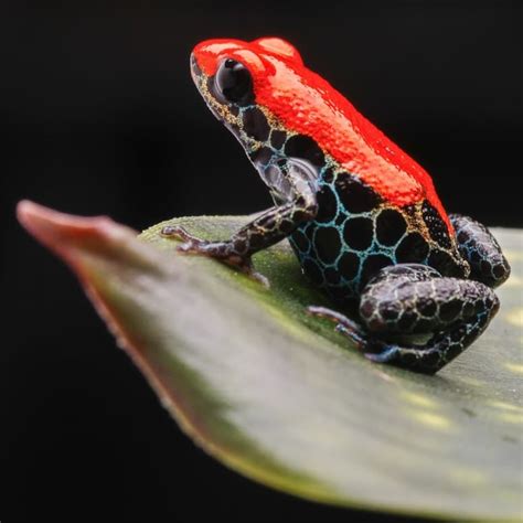 19 Poison Dart Frog Facts - Fact Animal