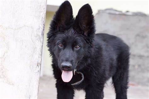 Black German Shepherd Puppy