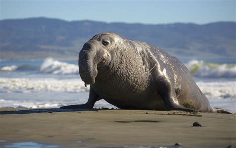 Elephant Seal Facts (Genus Mirounga)