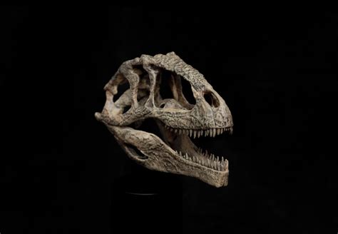 Giganotosaurus Skull Model – Lana Time Shop