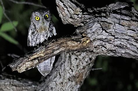 Why Do Owls Have Exceptional Night Vision? (Explained)