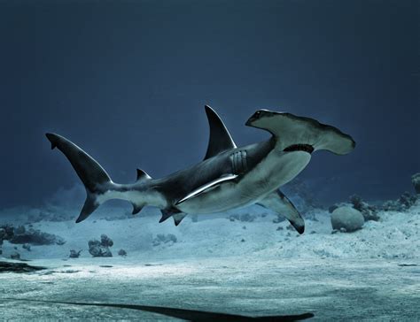 Sharks by AM: Hammerhead | Daz 3D