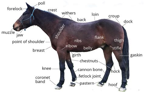 Horse Anatomy 101 | Pony Dreams