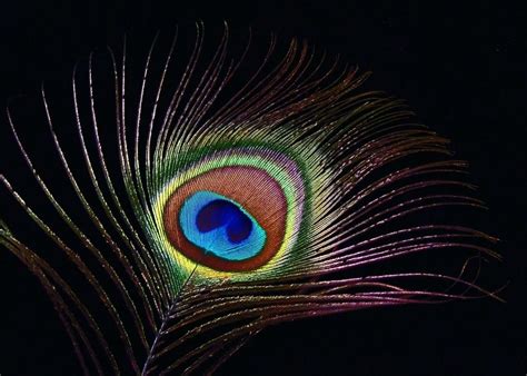 Peacock Feather Wallpaper Desktop - KoLPaPer - Awesome Free HD Wallpapers