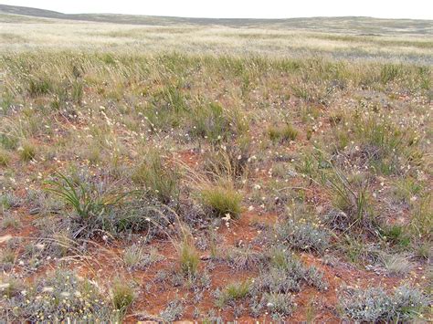 Iron-grass Natural Temperate Grasslands of South Australia | Grasslands