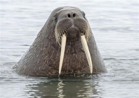 Walrus Behavior - AnimalBehaviorCorner