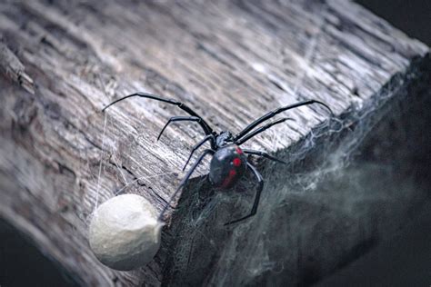 Black Widow Bite: Symptoms and Treatments