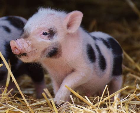 Teacup Pigs : Step By Step Keeping Guide - Farming Style