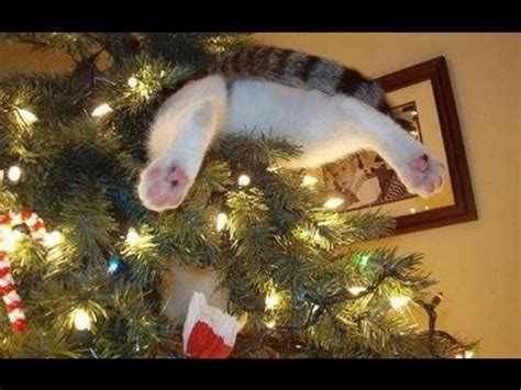 Cats In Christmas Trees