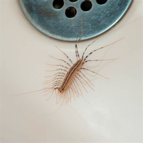 How to Get Rid of House Centipedes | Family Handyman