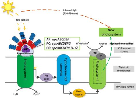 A summary of photosynthesis in cyanobacteria. Phycobilisome-related... | Download Scientific Diagram