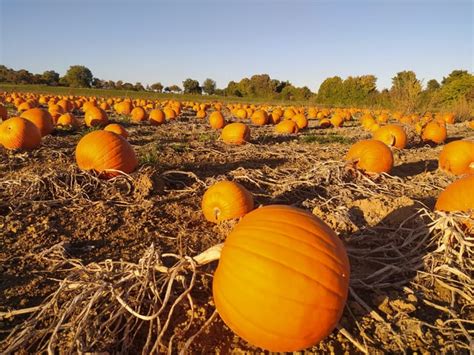 Yesterday I found an awesome Pumpkin patch : r/Autumn