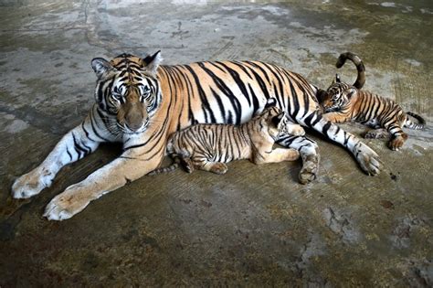 Bengal Tiger Cubs Images