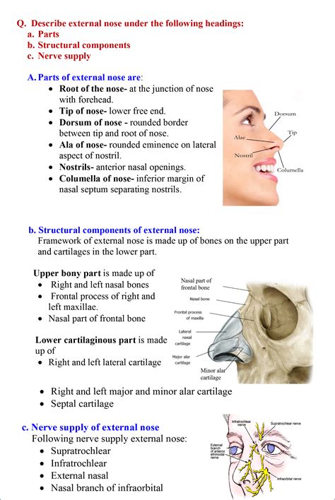 [DIAGRAM] Diagram Of Nasal Cavity - MYDIAGRAM.ONLINE