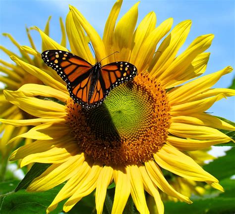 Top 54+ sunflower and butterfly wallpaper latest - in.cdgdbentre