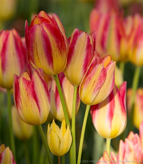 Pink and Yellow Tulips | Beautiful Flower Pictures Blog