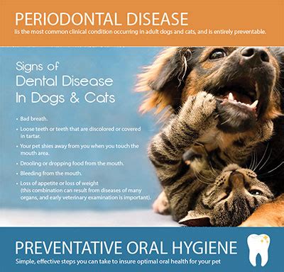 Periodontal Disease in Dogs & Cats | AHVC