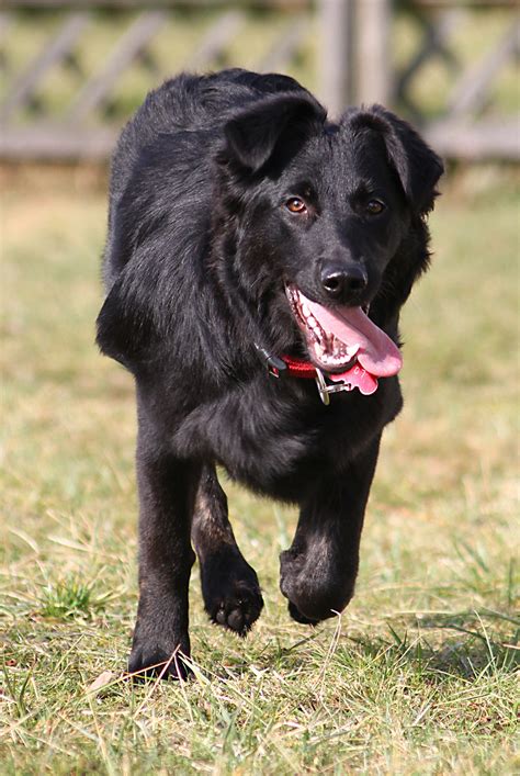 Border Collie Lab Mix - A Guide To The Energetic Borador Dog Breed