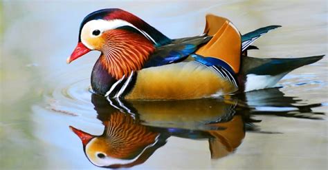 Top 7 Most Colorful Birds in the World - IMP WORLD