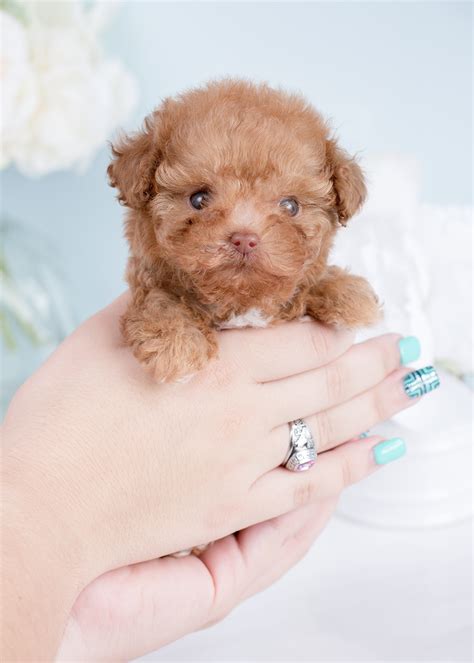 Micro Teacup Poodles | Teacup Puppies & Boutique