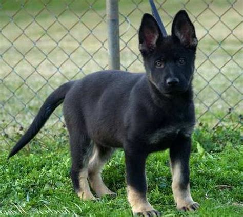 Bicolor German Shepherd Puppies | PETSIDI