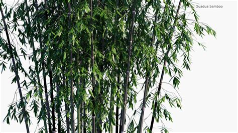 Phyllostachys Nigra - Black Bamboo, Purple Bamboo 3D Model