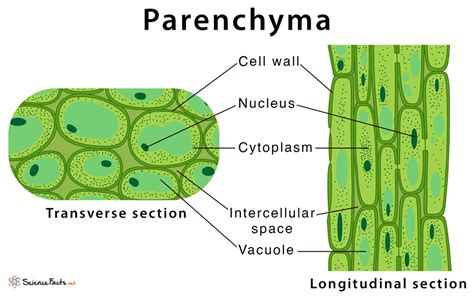 Parenchyma – Definition, Meaning, Characteristics, Functions