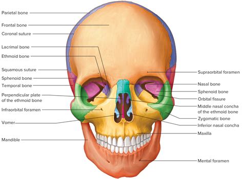 Face Bones Diagram | Quizlet