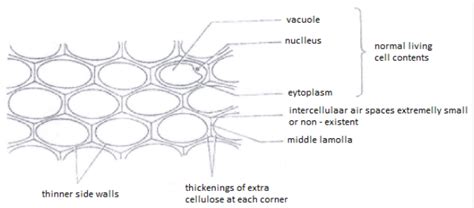 Draw a well labelled diagram of parenchyma and collenchyma.