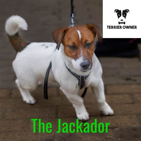 Jack Russell Terrier & Labrador Mix (Jackador) [1 Great Dog]