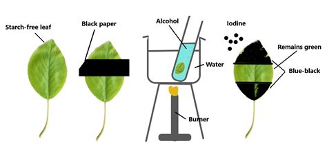 Plant Nutrition - IGCSE Biology Notes (2020)