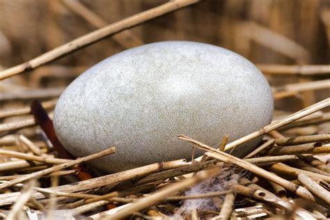 Structure of Swan Egg Shell Stock Photo - Image of structure, eggs: 205521040