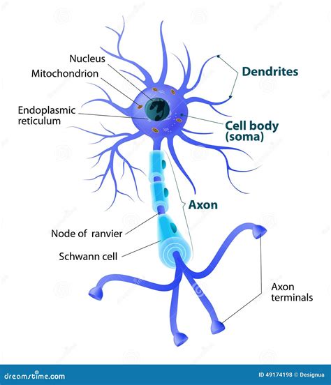 Neuron To Neuron Diagram