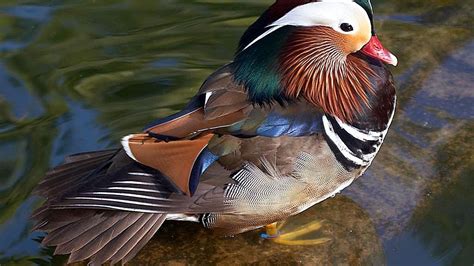 mandarin, Duck, Bird, Ducks, 4 Wallpapers HD / Desktop and Mobile Backgrounds