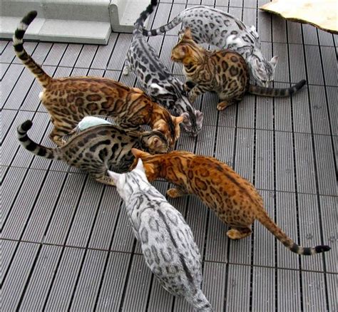 Bengal Cat Colors and Patterns | Bengal cat, Silver bengal cat, Cat colors