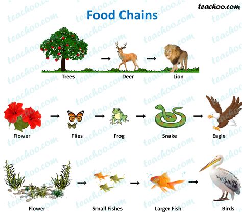 Science Food Chain Jeopardy Template