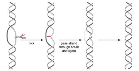 DNA Topology class 1: Topoisomerase | Genetic Education