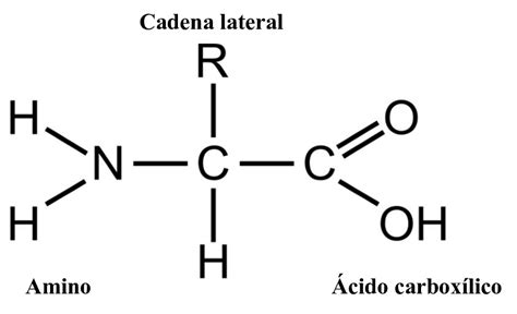 Estructura Quimica