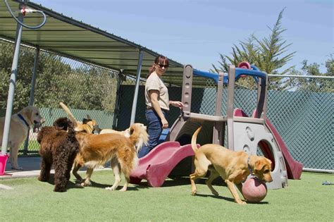 Important Tips For Choosing The Right Dog Boarding Facility - About Dog Facts