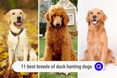 11 Best Breeds Of Duck Hunting Dogs (with Photos) - Oodle Life